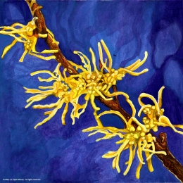 American Witch Hazel, © 2013 Mary Liz Tippin-Moody