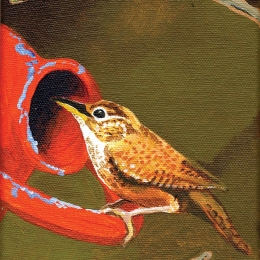 Anyone Home? (Carolina Wren)