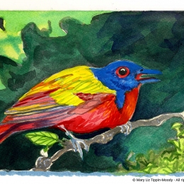 Painted Bunting Call